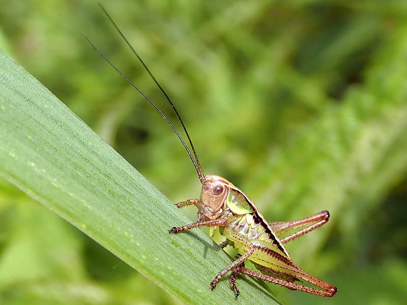 Tettigoniidae: cfr. neanide di Pholidoptera